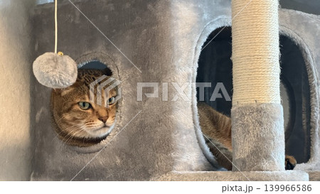キャットタワーでくつろぐキジトラ猫 139966586