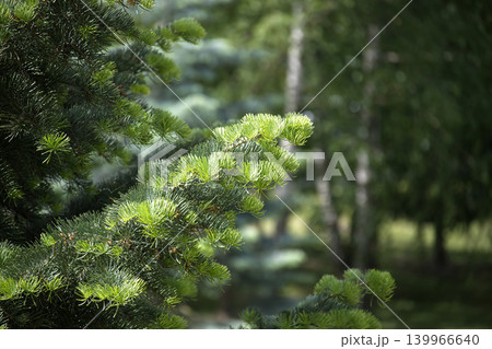 A close-up shot of a fir tree branch displays fresh green foliage in the sunlight. 139966640