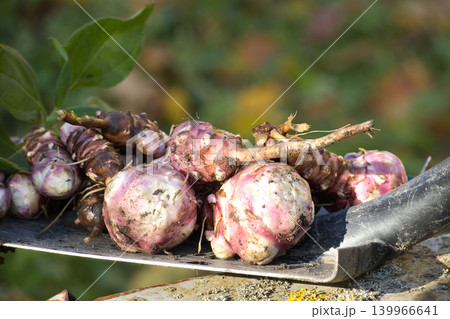 Jerusalem artichokes harvested and piled on shovel blade 139966641