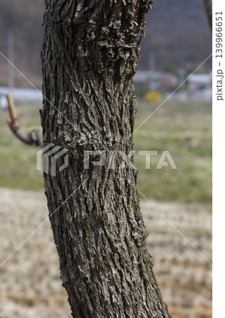 It is a close-up of a tree branch. It is a close-up of a tree branch. 139966651