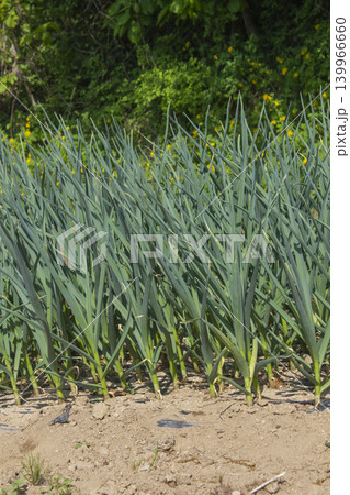 This is a landscape of garlic fields. 139966660