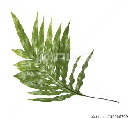 ferns leaves isolated on white background ferns leaves isolated on white background 139966709