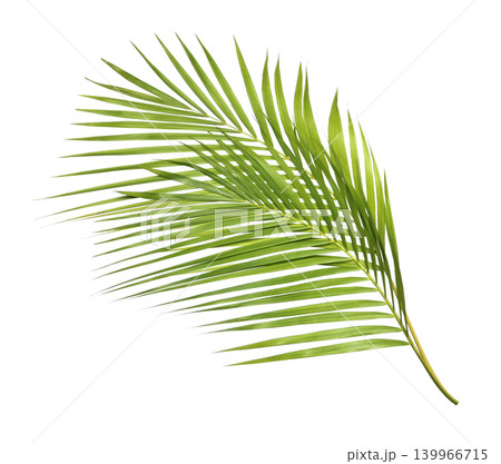 Green palm leaves on transparent isolated on white background Green palm leaves on transparent isolated on white background 139966715