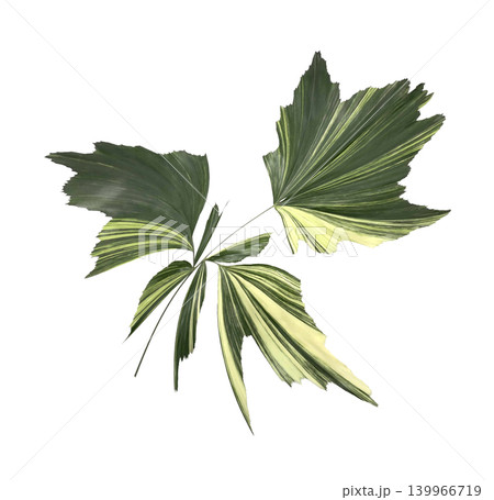 caryota urens palm leaves isolated on white background caryota urens palm leaves isolated on white background 139966719