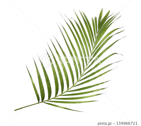 Green palm leaf isolated on white background 139966721