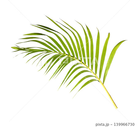 Green palm leaf isolated on white background 139966730