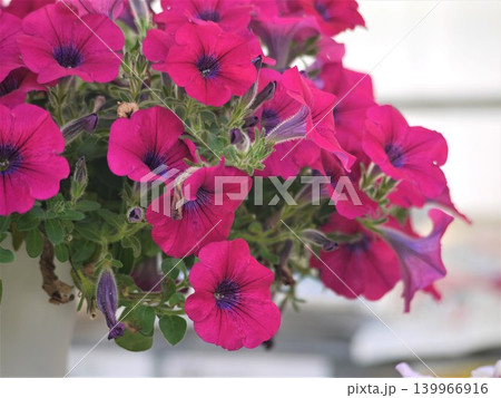 鉢植えのサフィニアの赤い花 139966916