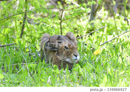 日陰で涼む夏のエゾユキウサギ 日陰で涼む夏のエゾユキウサギ 139966927