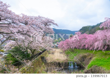 神奈川県・箱根 宮城野早川堤の桜 神奈川県・箱根 宮城野早川堤の桜 139967013