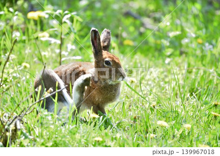夏の草原で休むエゾユキウサギ 夏の草原で休むエゾユキウサギ 139967018