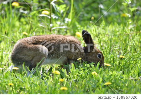 夏の草原で休むエゾユキウサギ 139967020