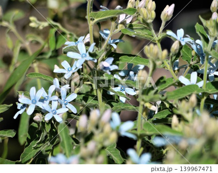 オキシぺタラム・ブルースターの花 オキシぺタラム・ブルースターの花 139967471