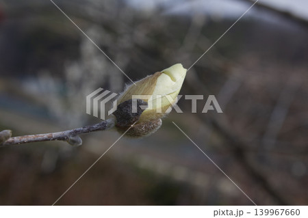 It is a star magnolia flower bud. It is a star magnolia flower bud. 139967660