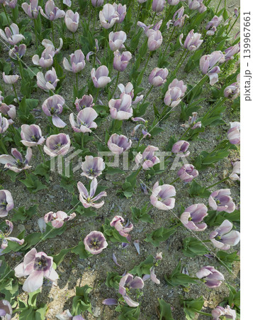 These are light purple tulips blooming in the flower garden. These are light purple tulips blooming in the flower garden. 139967661