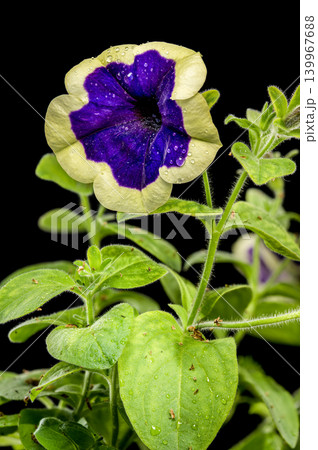 Vibrant Purple Surfinia Flower With Cream Border On Black Background Vibrant Purple Surfinia Flower With Cream Border On Black Background 139967688