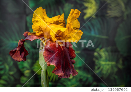 Golden and Burgundy Bearded Iris Flower Against Green Fern Background Golden and Burgundy Bearded Iris Flower Against Green Fern Background 139967692