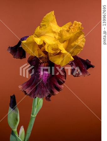 TitleGolden and Burgundy Bearded Iris Flower on Terracotta Background TitleGolden and Burgundy Bearded Iris Flower on Terracotta Background 139967695