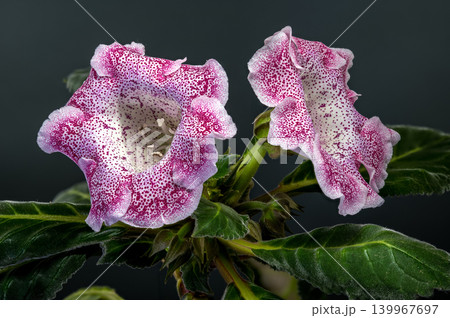 Two Beautiful Speckled Pink Gloxinia Hybrid Flowers Blooming Two Beautiful Speckled Pink Gloxinia Hybrid Flowers Blooming 139967697