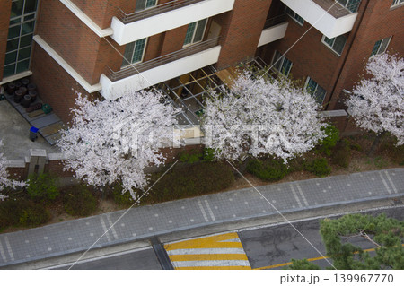 It is a road lined with cherry blossom trees. It is a road lined with cherry blossom trees. 139967770