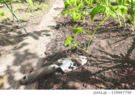 A garden trowel on fresh soil in a sunny garden bed, preparing seedlings for planting in the soil, gardening work on the farm. 139967790