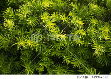 Taxus baccata close up. Green branches of yew tree(Taxus baccata, English yew Taxus baccata close up. Green branches of yew tree(Taxus baccata, English yew 139967878