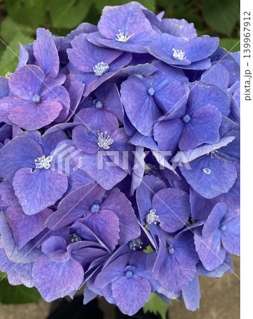 紫陽花 139967912