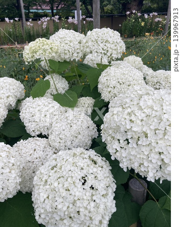 白い紫陽花 139967913
