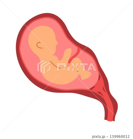 fetus baby in the womb fetus baby in the womb 139968012