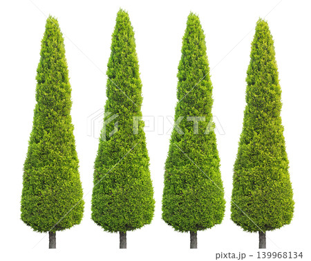 Four tall green cypress trees in a row Four tall green cypress trees in a row 139968134