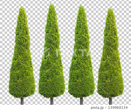 Four tall green cypress trees in a row Four tall green cypress trees in a row 139968134