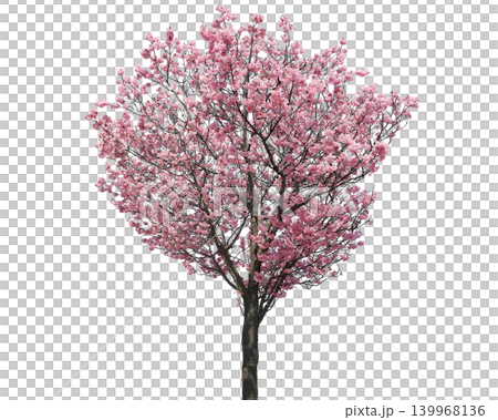 Beautiful blooming cherry blossom tree with delicate pink flowers in full spring bloom Beautiful blooming cherry blossom tree with delicate pink flowers in full spring bloom 139968136