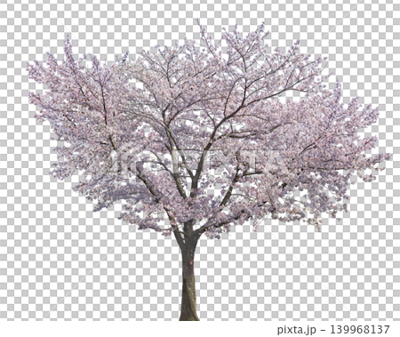 Beautiful blooming cherry blossom tree in full spring splendor with delicate pink flowers Beautiful blooming cherry blossom tree in full spring splendor with delicate pink flowers 139968137