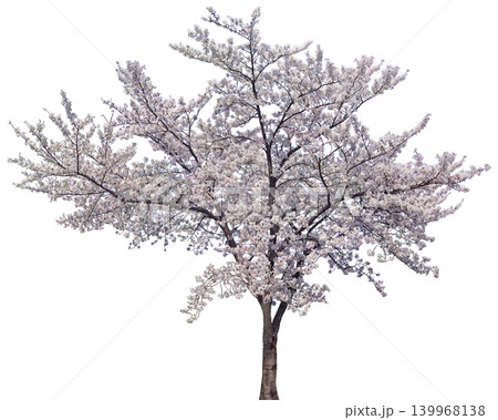 Beautiful blooming cherry blossom tree in full spring splendor with delicate flowers Beautiful blooming cherry blossom tree in full spring splendor with delicate flowers 139968138