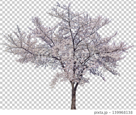 Beautiful blooming cherry blossom tree in full spring splendor with delicate flowers Beautiful blooming cherry blossom tree in full spring splendor with delicate flowers 139968138
