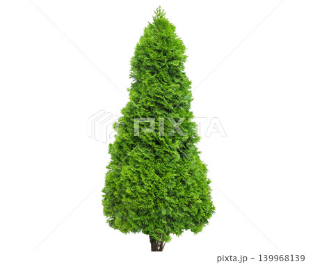 Vibrant green coniferous Smaragd tree with a conical shape and dense foliage Vibrant green coniferous Smaragd tree with a conical shape and dense foliage 139968139