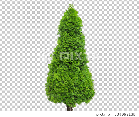 Vibrant green coniferous Smaragd tree with a conical shape and dense foliage Vibrant green coniferous Smaragd tree with a conical shape and dense foliage 139968139