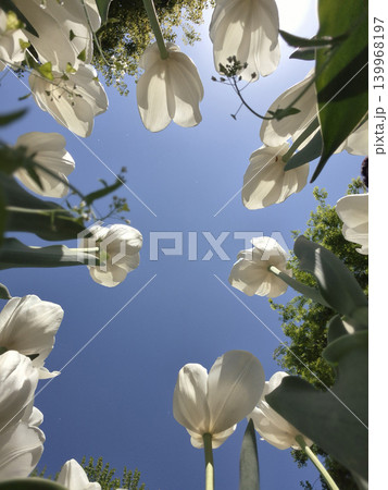 It is a white tulip seen from a low angle.	 139968197
