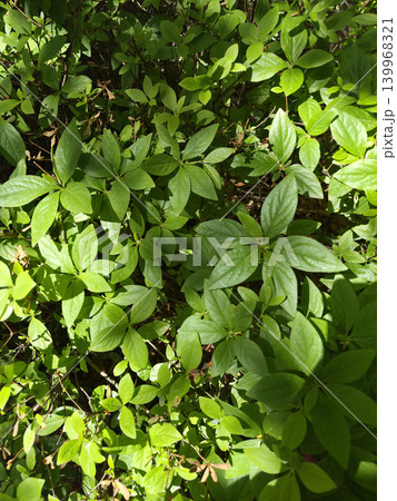 It is a close-up of an azalea leaf. 139968321