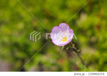 庭に咲くヒルザキツキミソウの花 庭に咲くヒルザキツキミソウの花 139968359