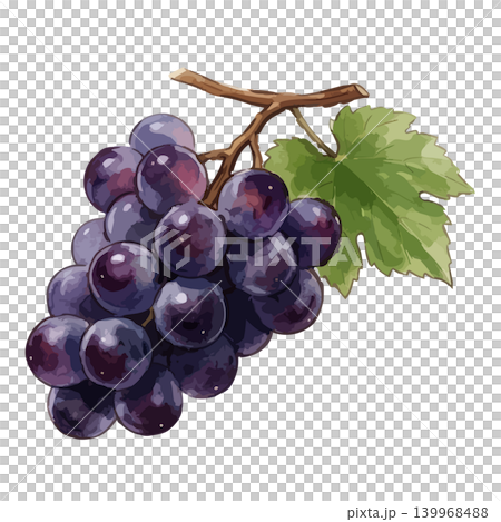 An illustration of grapes (Kyoho variety) with a juicy feel. An illustration of grapes (Kyoho variety) with a juicy feel. 139968488