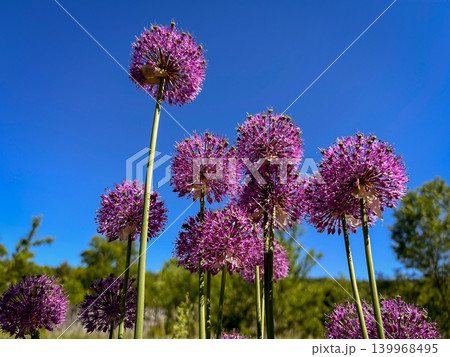 Ornamental onion (Allium) 139968495