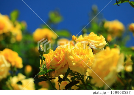カラフルな薔薇祭りの花 139968587