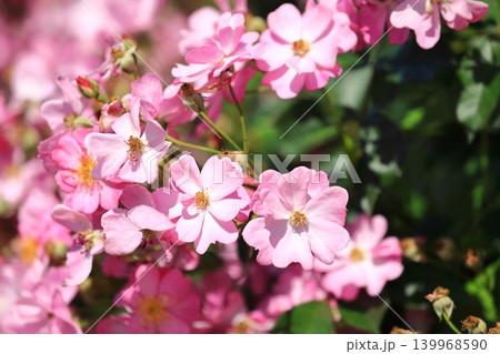 カラフルな薔薇祭りの花 139968590
