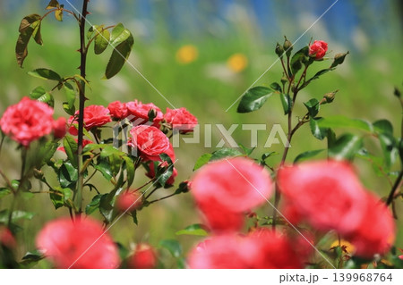カラフルな薔薇祭りの花 139968764