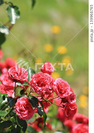 カラフルな薔薇祭りの花 139968765