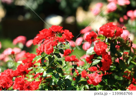 カラフルな薔薇祭りの花 カラフルな薔薇祭りの花 139968766