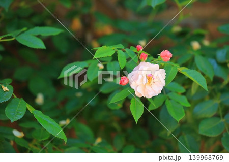 カラフルな薔薇祭りの花 139968769