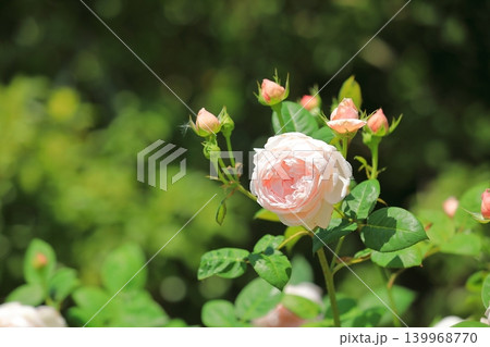 カラフルな薔薇祭りの花 139968770