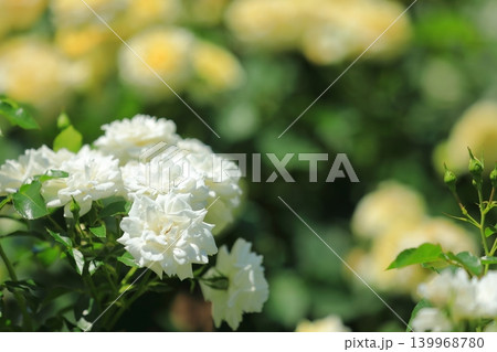 カラフルな薔薇祭りの花 139968780