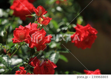 カラフルな薔薇祭りの花 カラフルな薔薇祭りの花 139968803